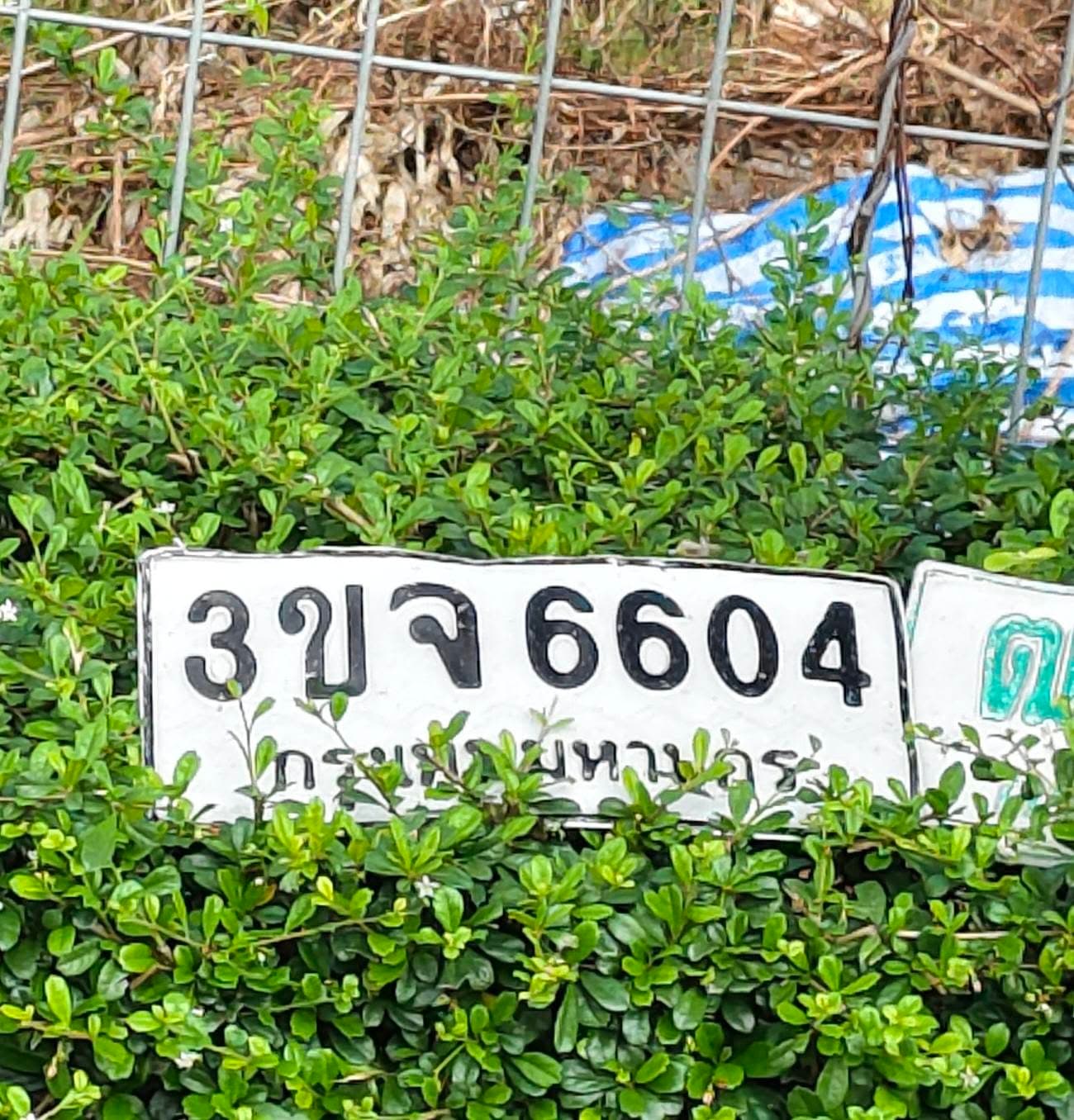 รูปป้ายทะเบียนที่พบ 3ขจ 6604