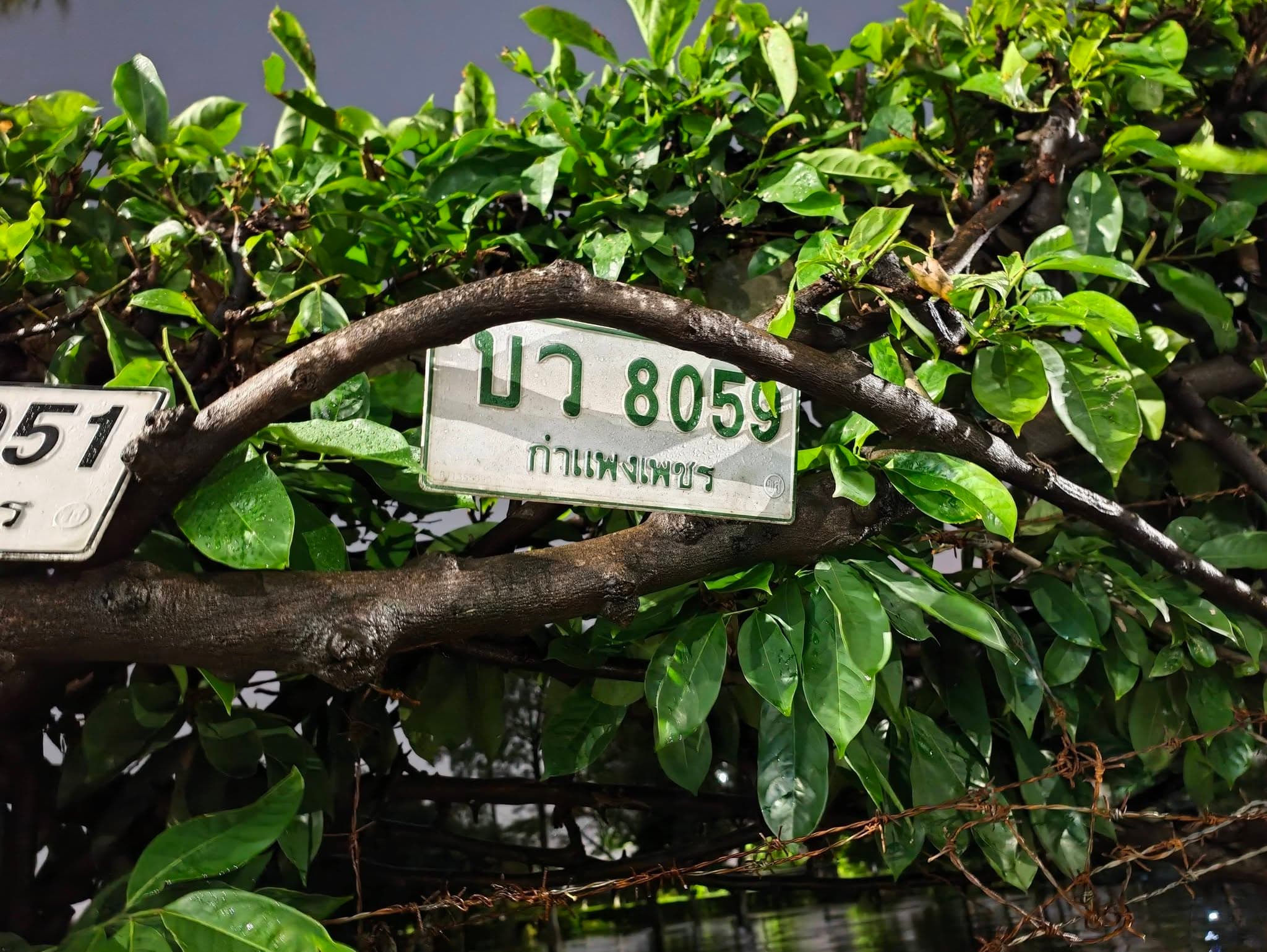 รูปป้ายทะเบียนที่พบ บว 8059